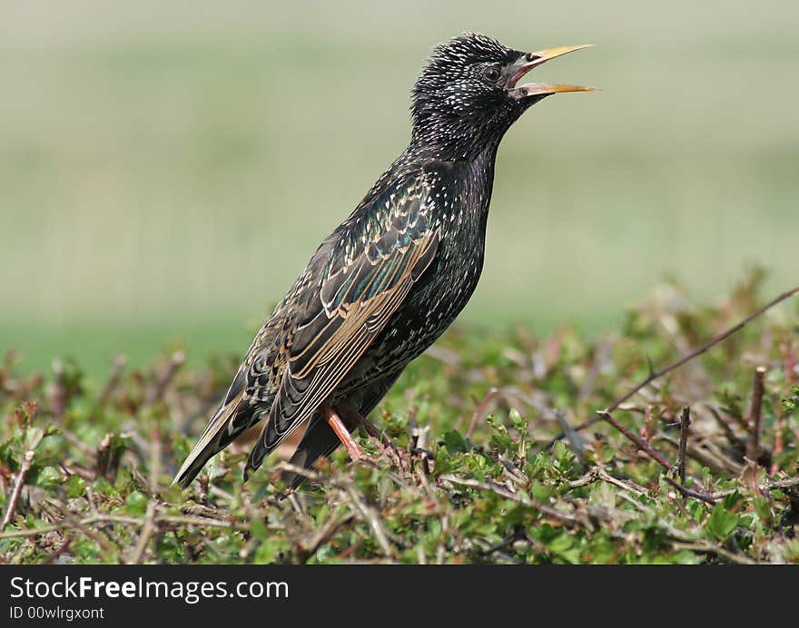 Starling