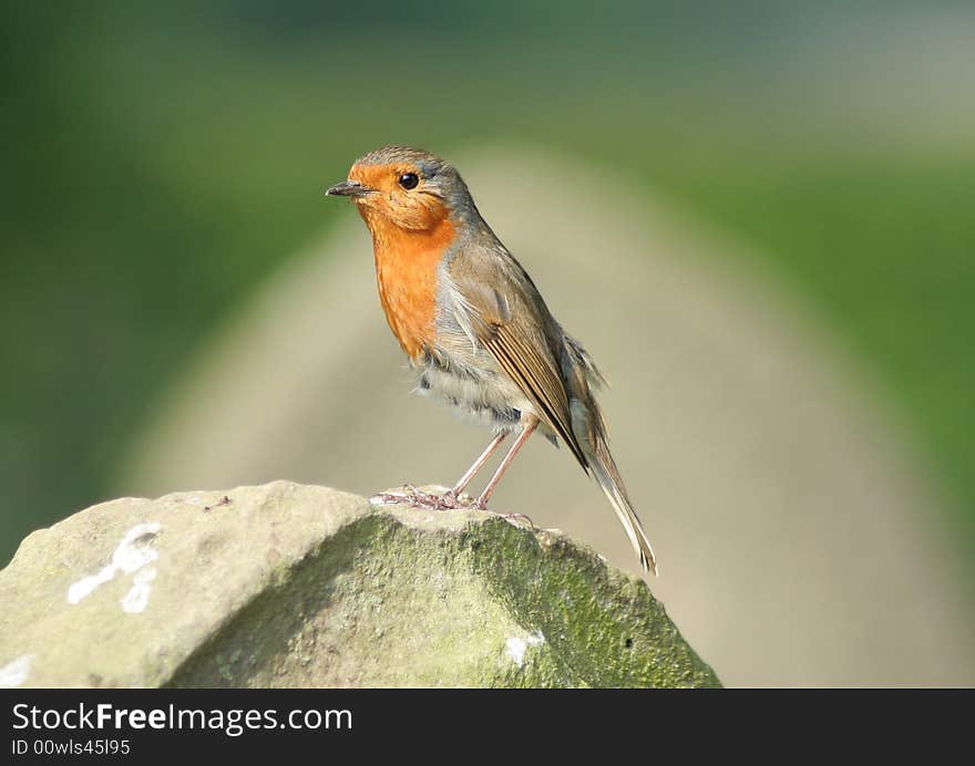 A robin on a grave stone