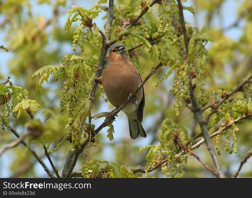 Chaffinch