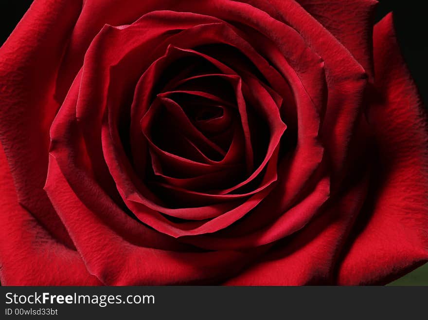 Single Red Blossom Rose Close-Up, Focus In Center. Single Red Blossom Rose Close-Up, Focus In Center