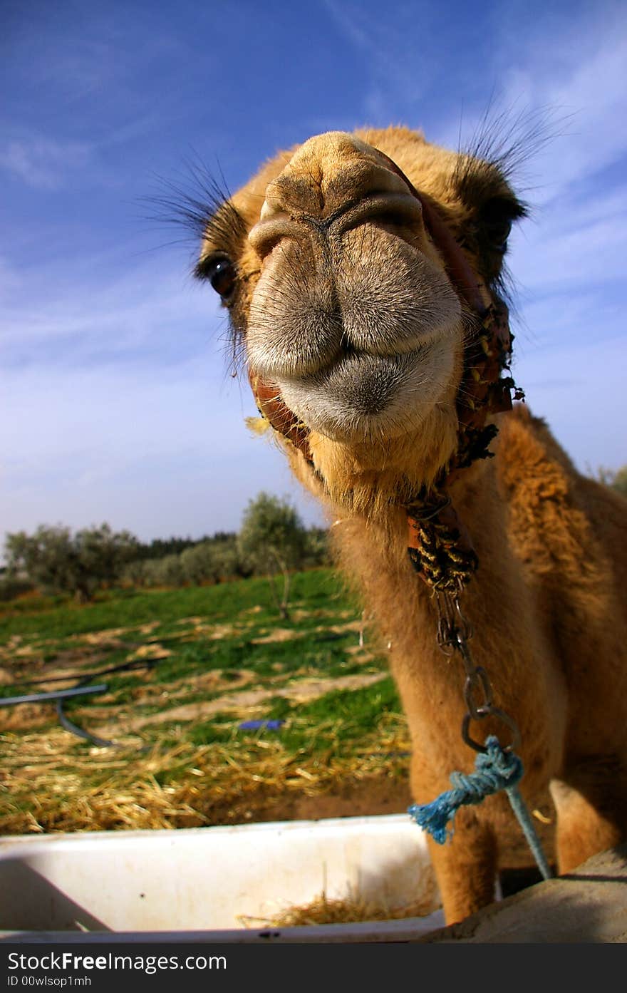 Camel head close up in oasis. Camel head close up in oasis