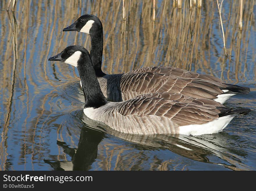 Canada goose