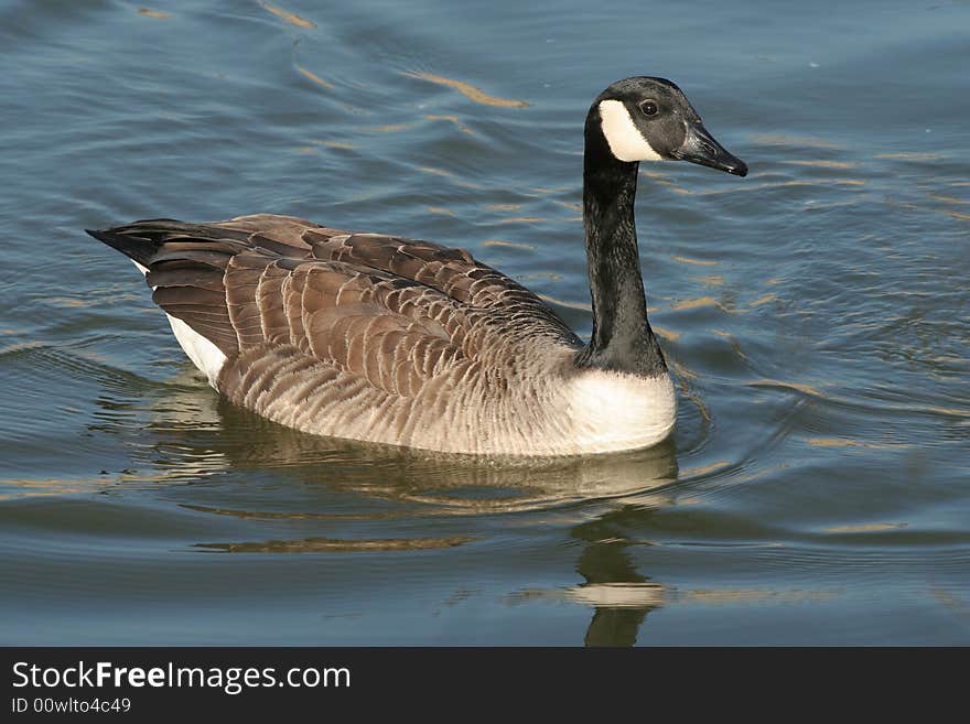 Canada goose