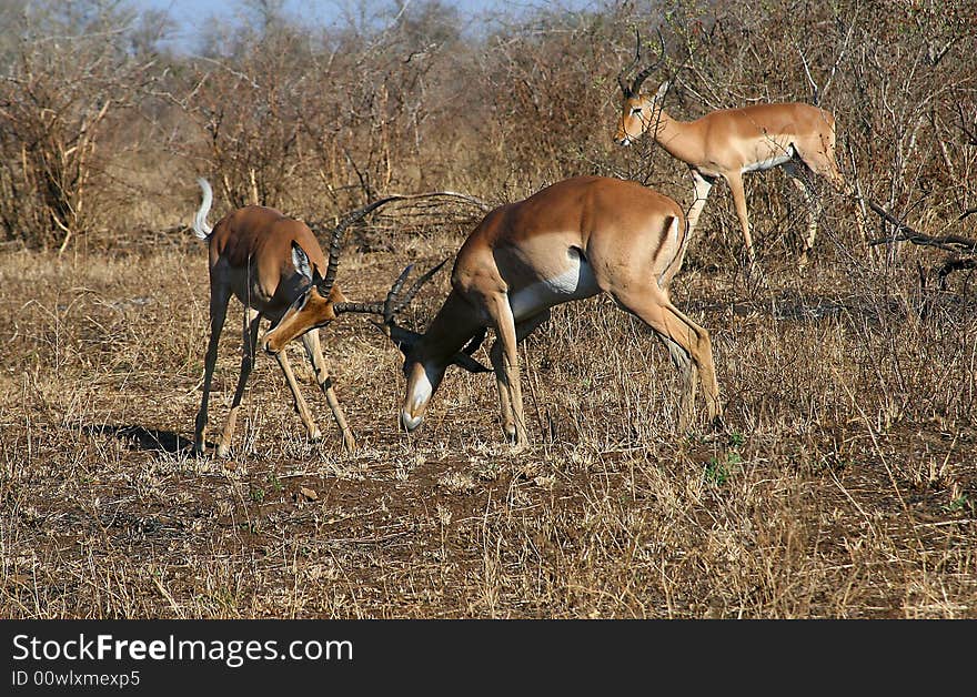 Impala rutting