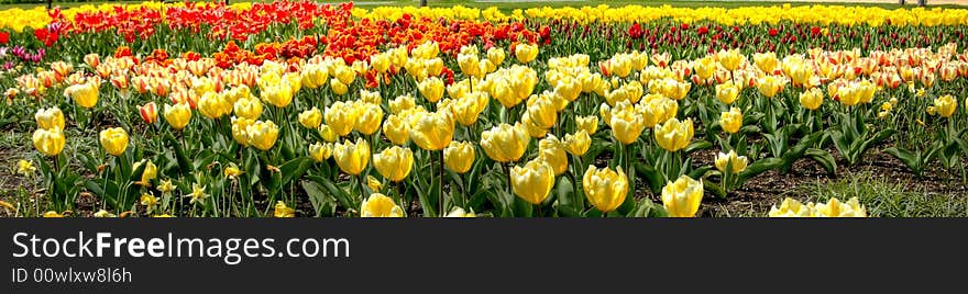 Tulips on a spring meadow. Tulips on a spring meadow