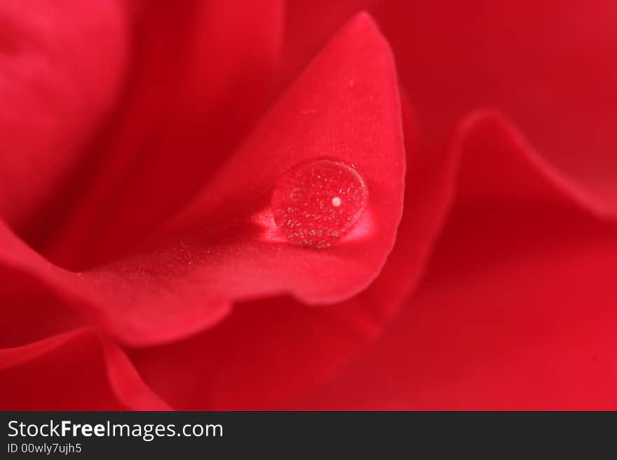 Water drop on a red rose