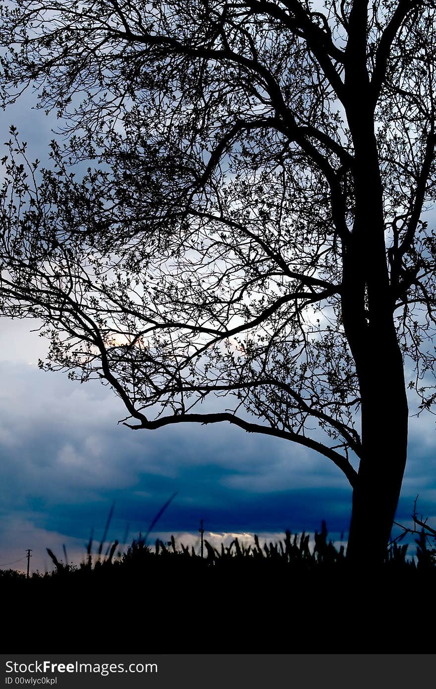 Silhouette of lonely standing tree