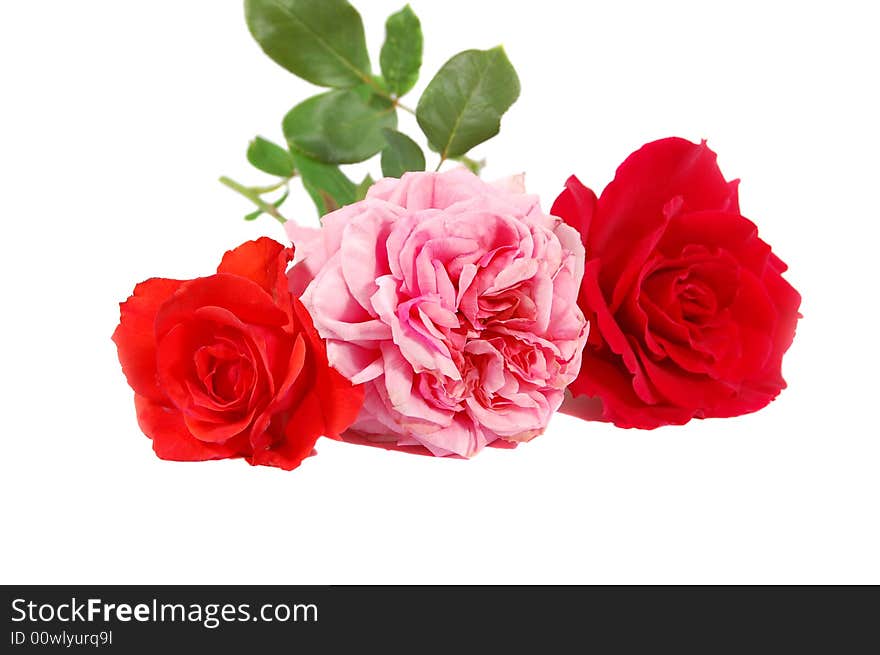 Three Roses isolated on white