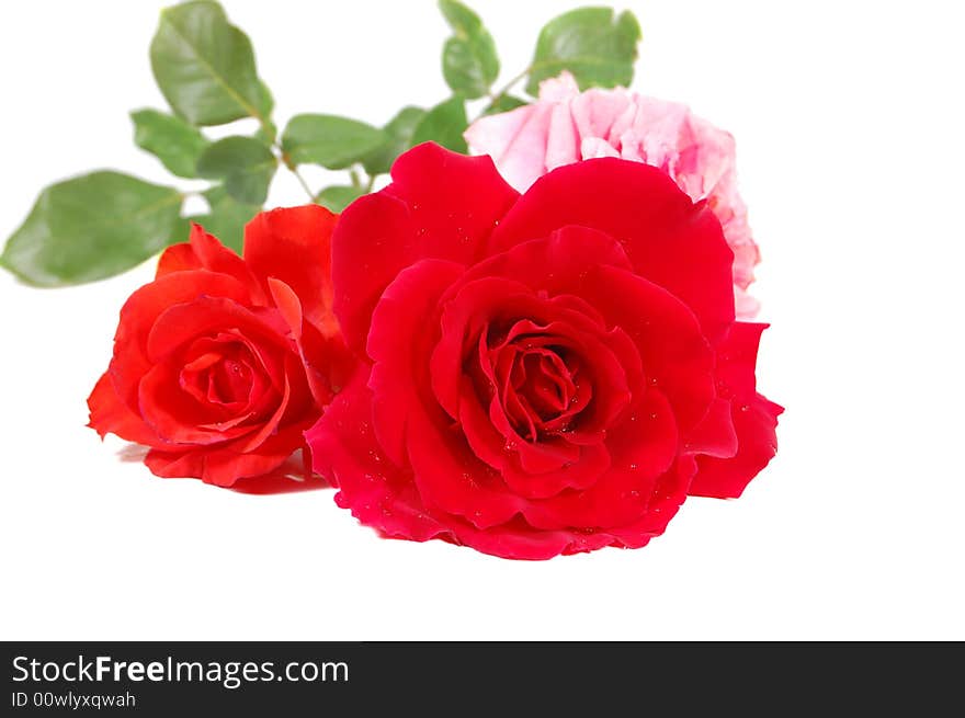 Red and pink roses