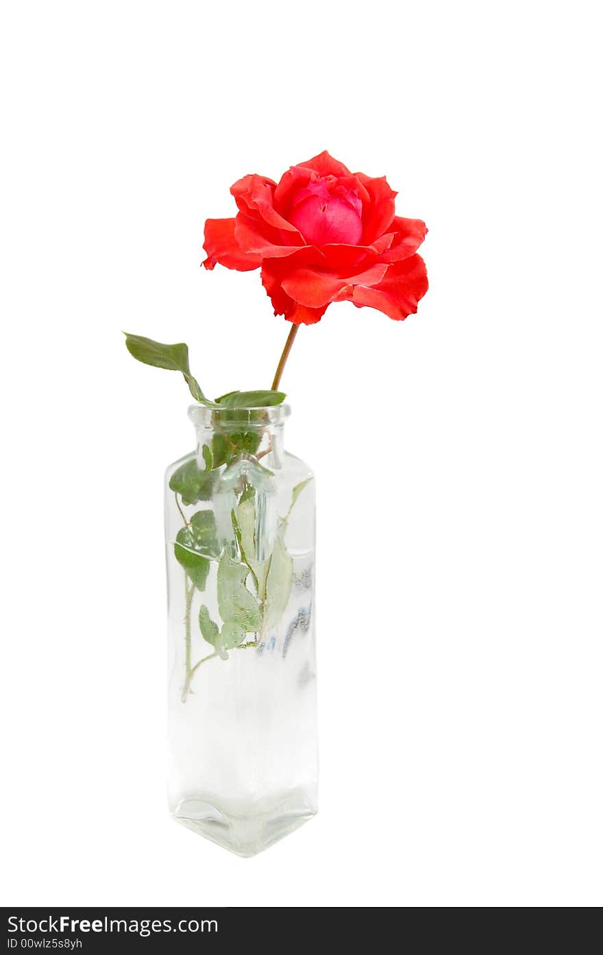 Red rose in a small vase isolated on white