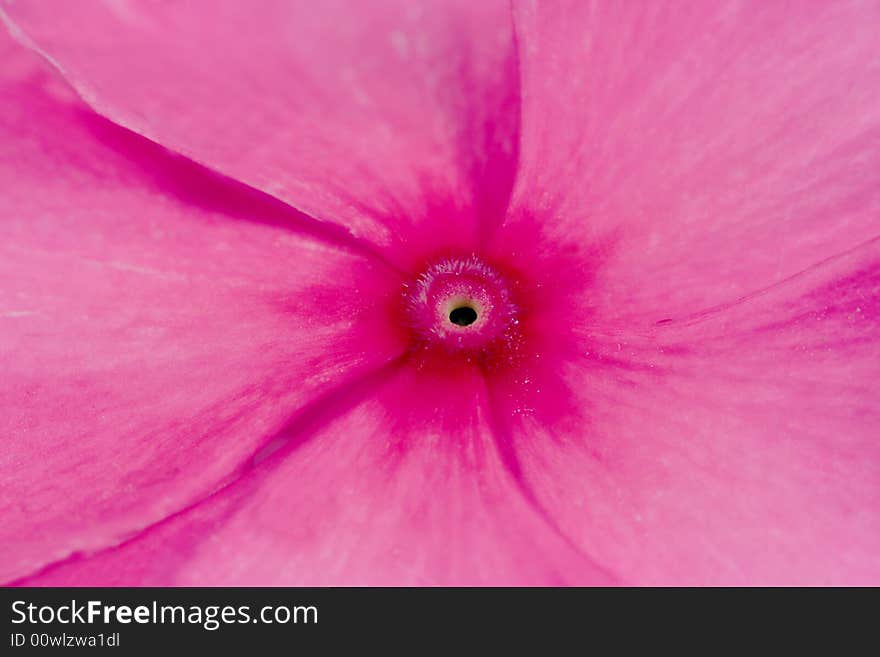 Flower Macro Shot