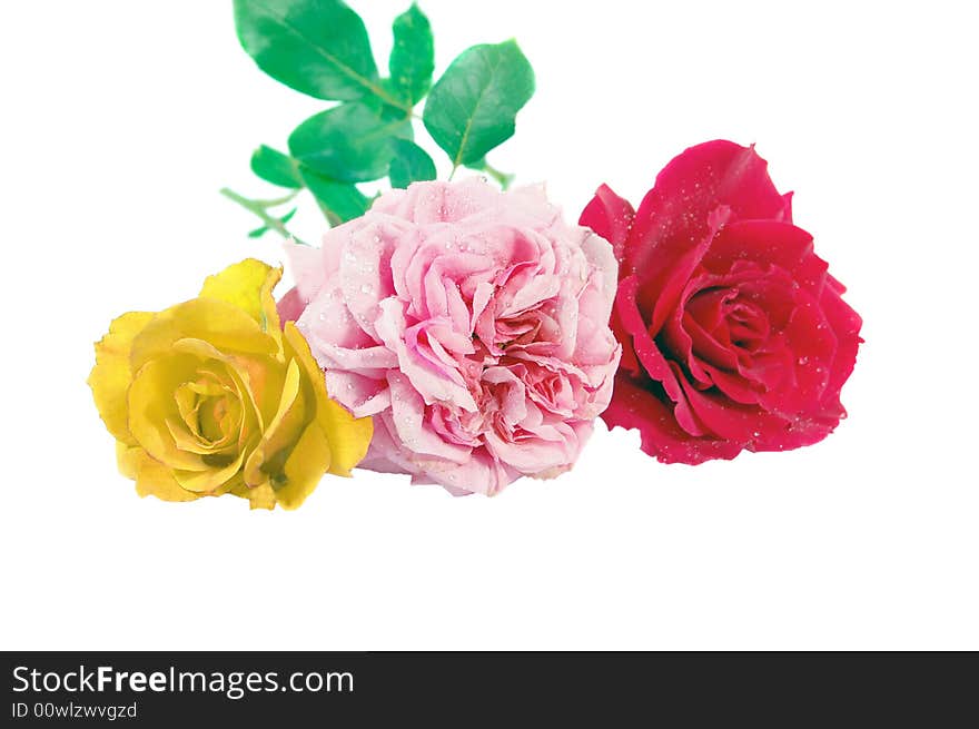 Three different color roses isolated on white