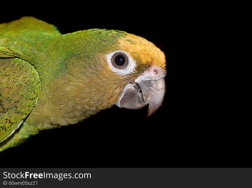 Green Parakeet