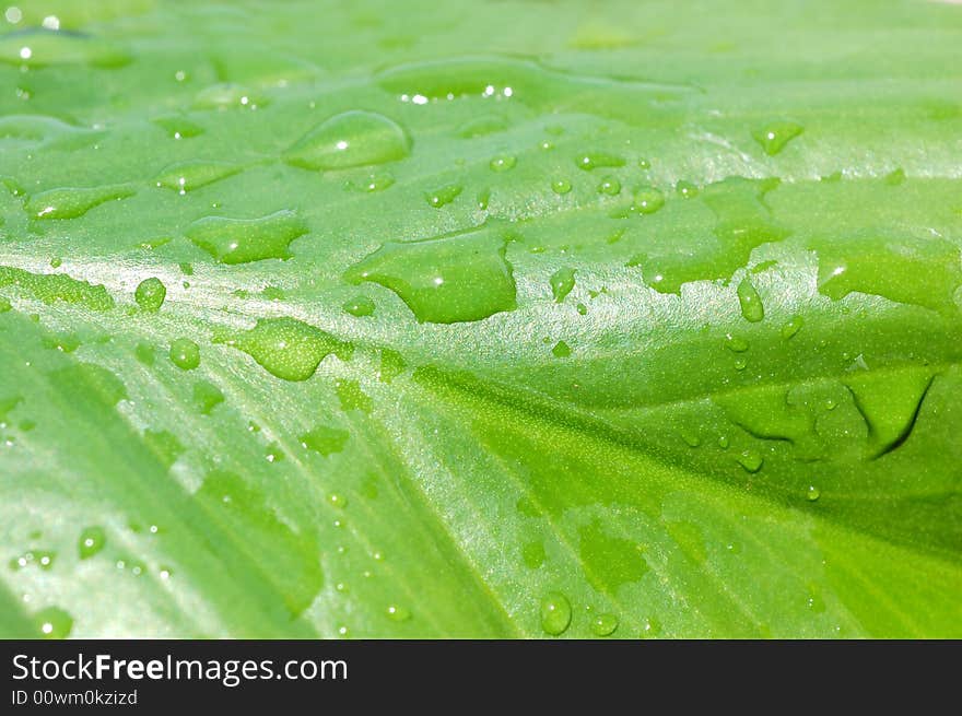 Rain drops on a leaf