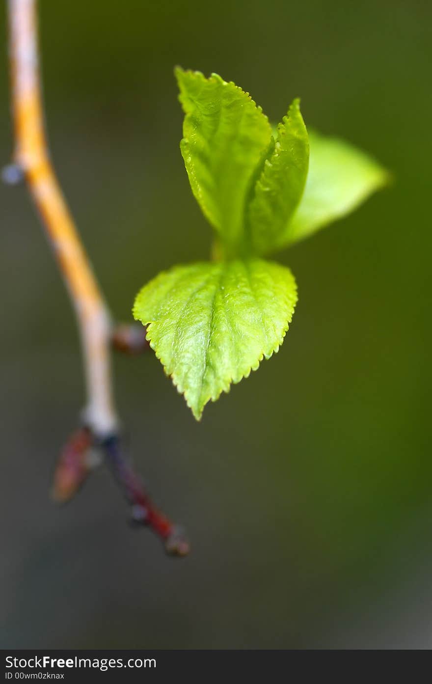 Spring Leaf