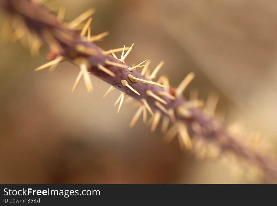 Closeup detail of sharp thorns on a thornbush. Closeup detail of sharp thorns on a thornbush