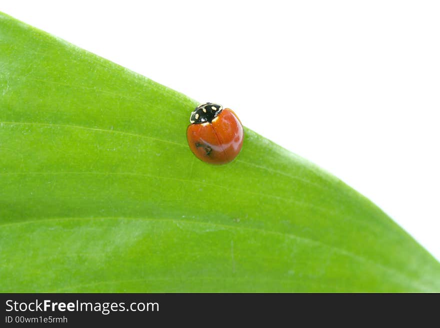 Ladybug on a leaf with a white background