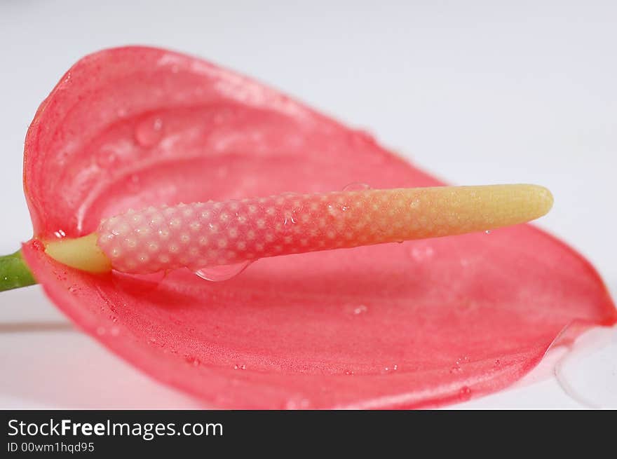 Anturio flower isolated on a gray background. Anturio flower isolated on a gray background