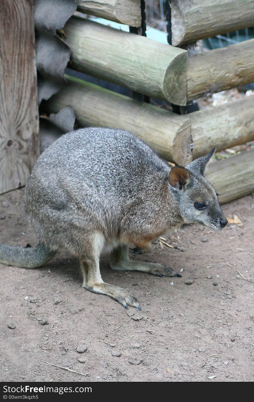 Kangaroo Baby