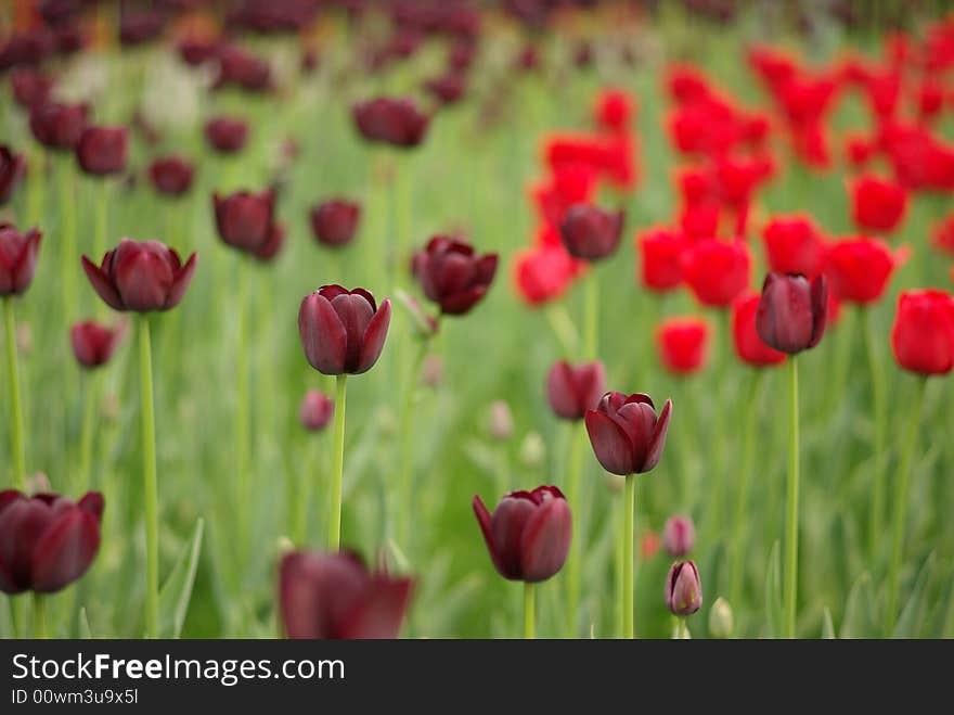 Dark tulip near red tulip