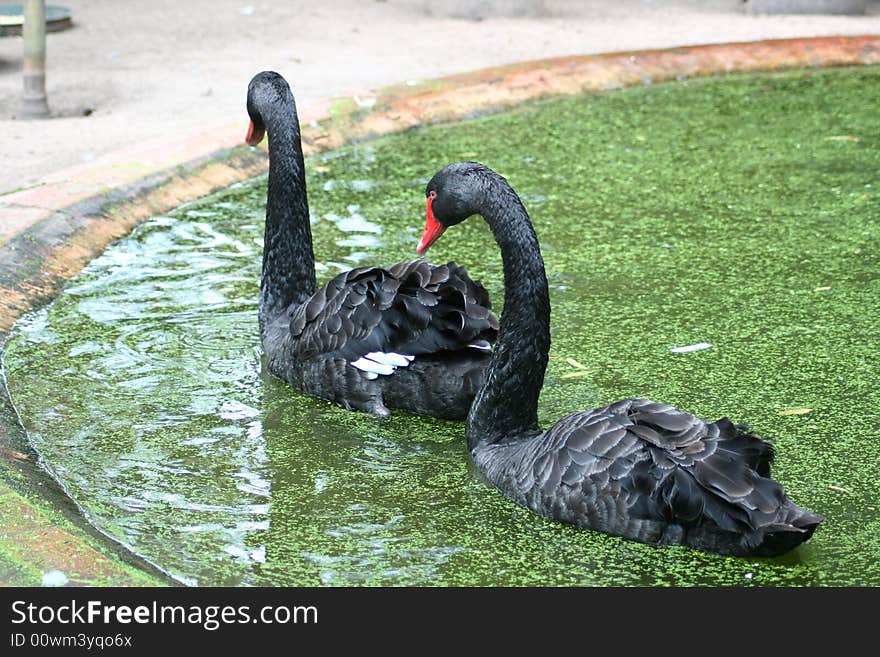 Swans In A Pond