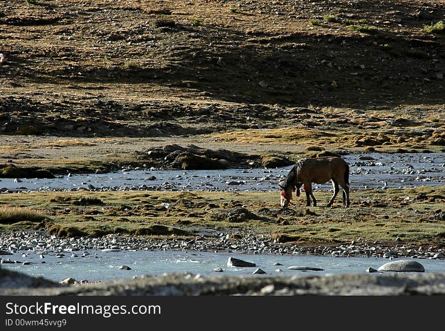 The horse in the wilderness