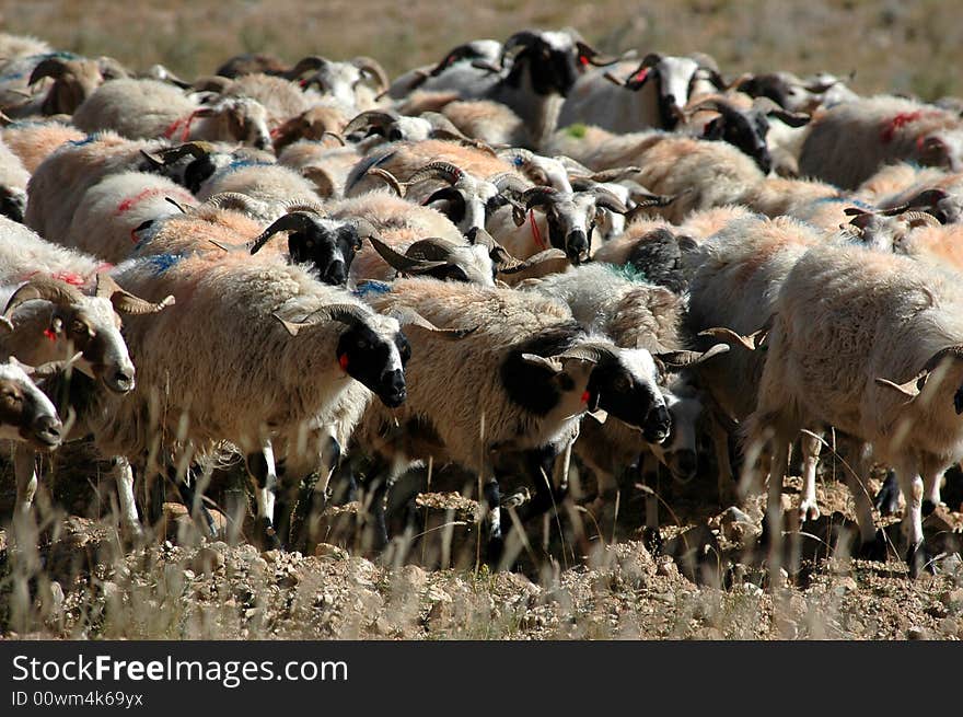 The sheep herd on the Tibetan grassland,Tibet Plateau,China.