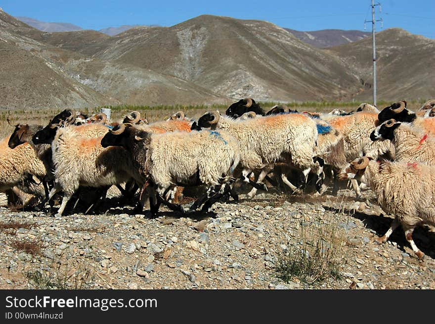 The Tibetan sheep herd