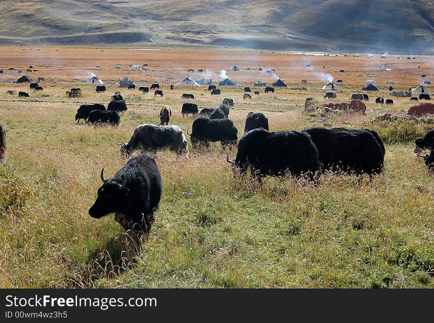 The Tibetan yaks browsing on the plateau pasture, a pastoral peaceful scenic in Sitsang,South East China.