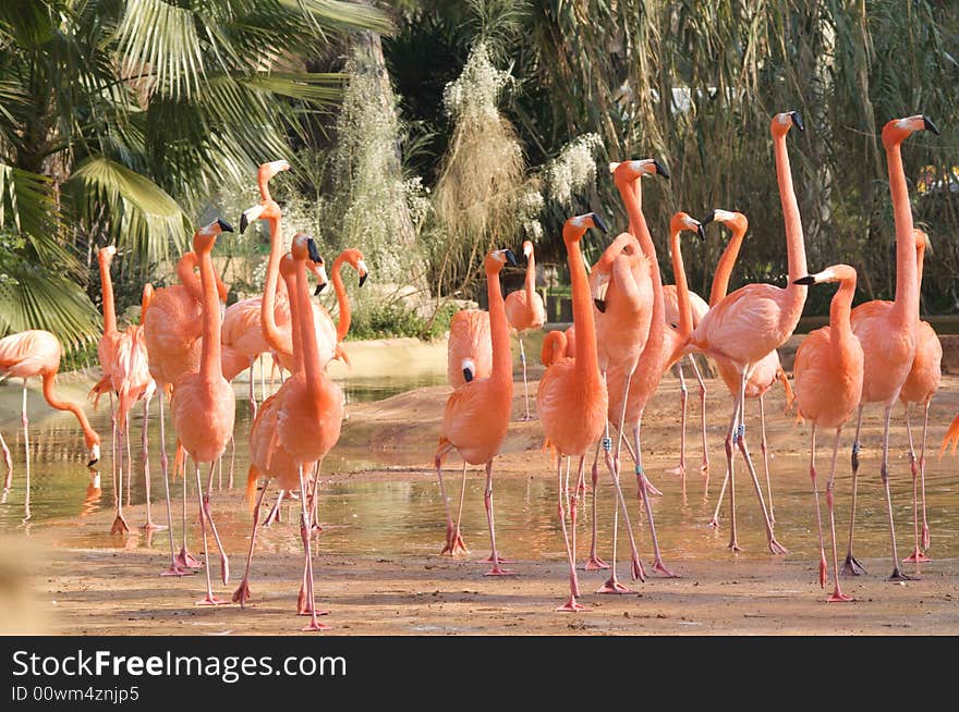 Caribbean Flamingos