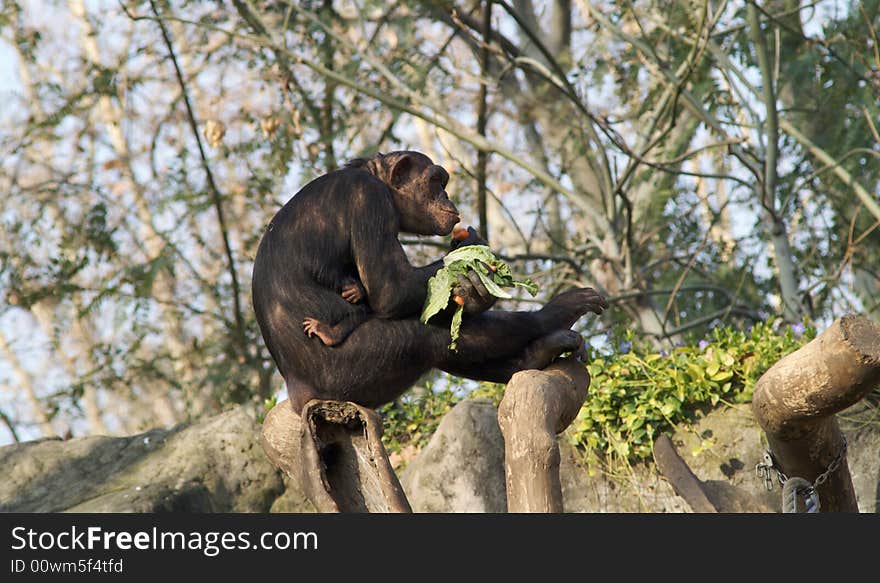 Chimpanzees  family eating in a zoo