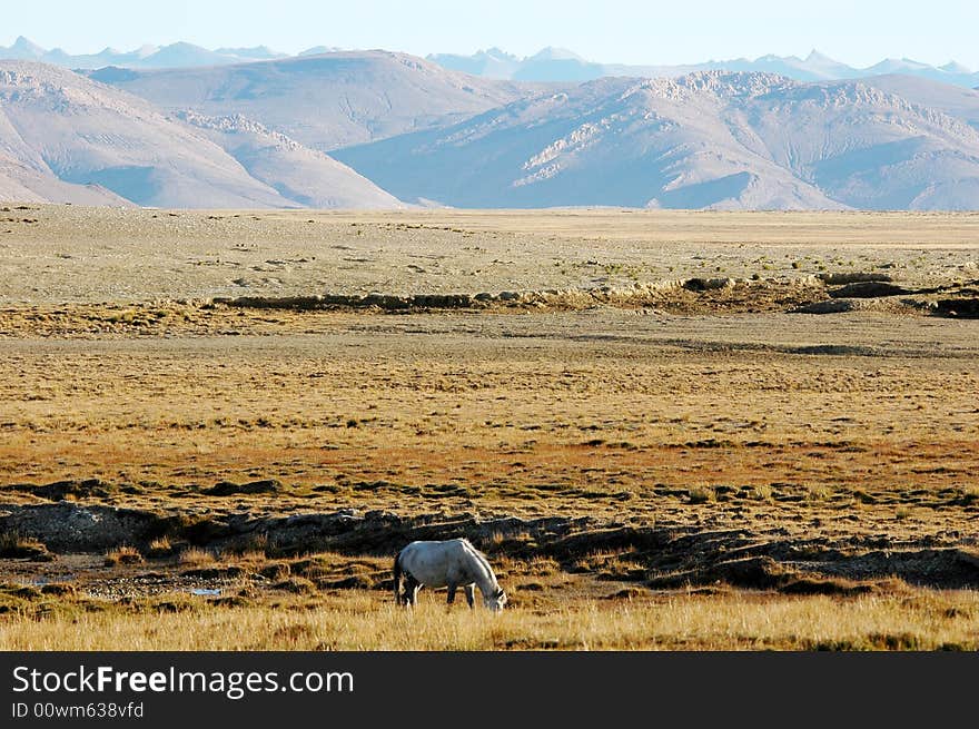 A lonely white horse browse on the grassland,Rikeze,Tibet,China. A lonely white horse browse on the grassland,Rikeze,Tibet,China.