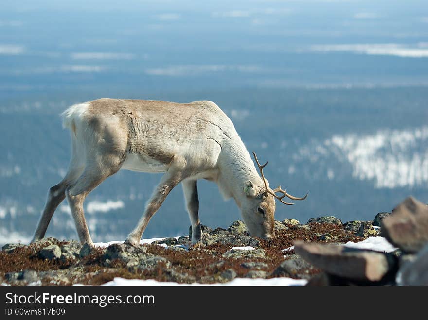 Raindeer on the mountain eating reindeer moss