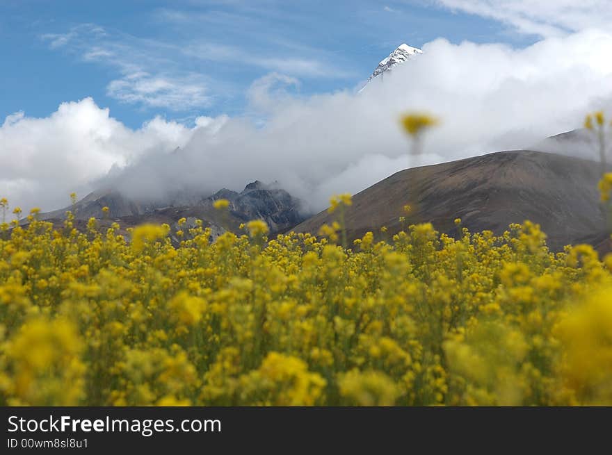 The flowers under the snow mountain