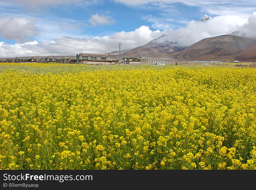 The Rape Flowers And Snow Moutain