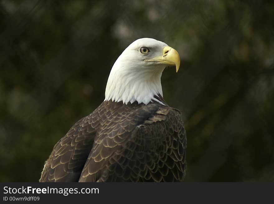 A close up shot of a balb eagle at a rehabilitation center. A close up shot of a balb eagle at a rehabilitation center.