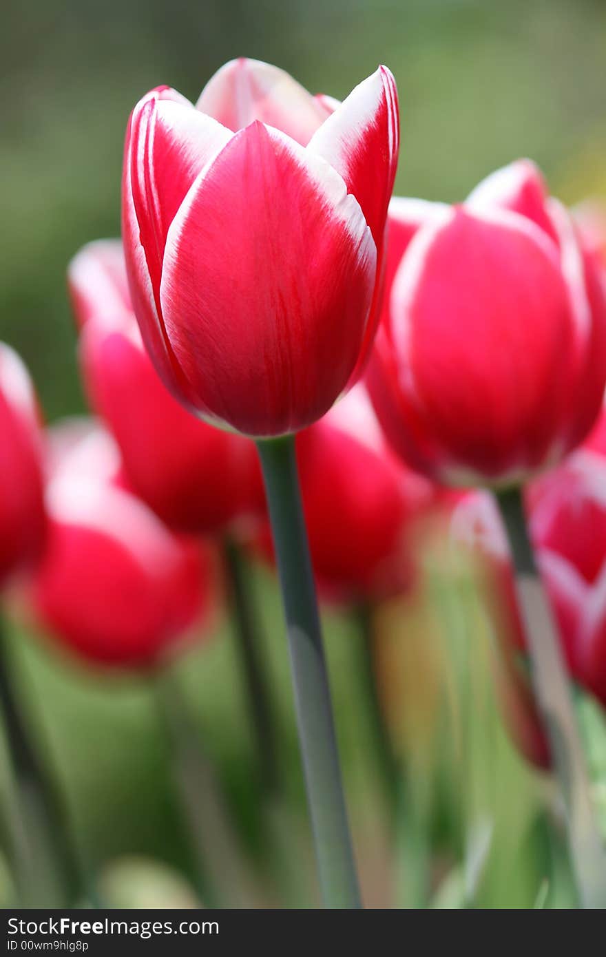 Red tulips in the spring garden