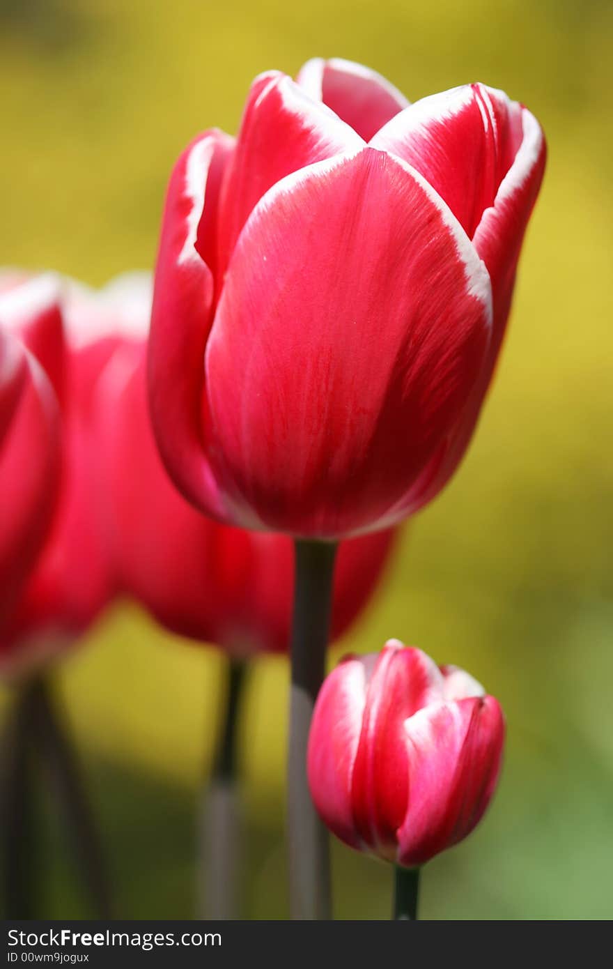 Small and big tulip in the spring garden. Small and big tulip in the spring garden