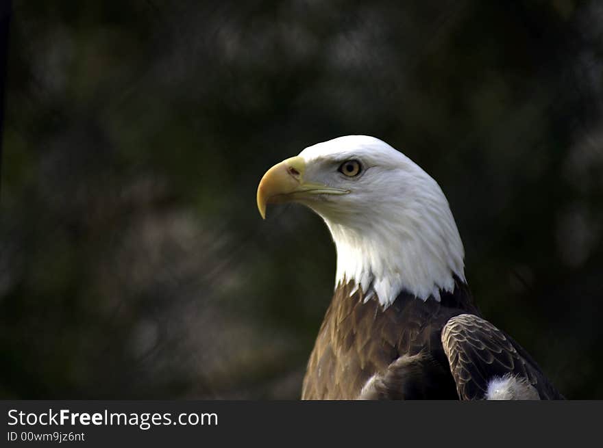 Profile of an American Bald Eagle. Profile of an American Bald Eagle