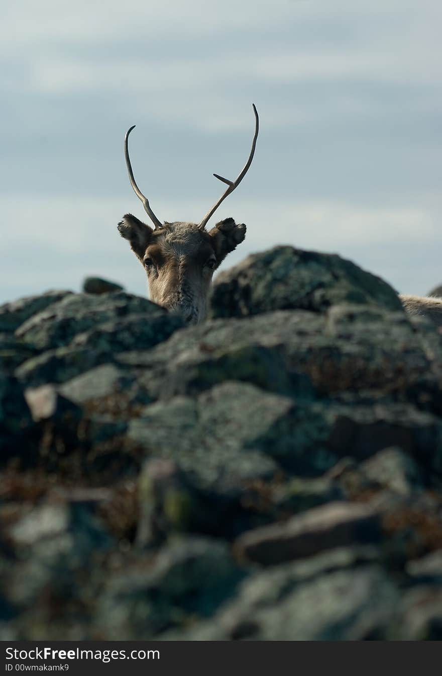 Reindeer hiding in the stones. Reindeer hiding in the stones