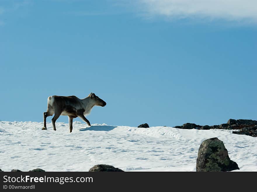 Hornless reindeer