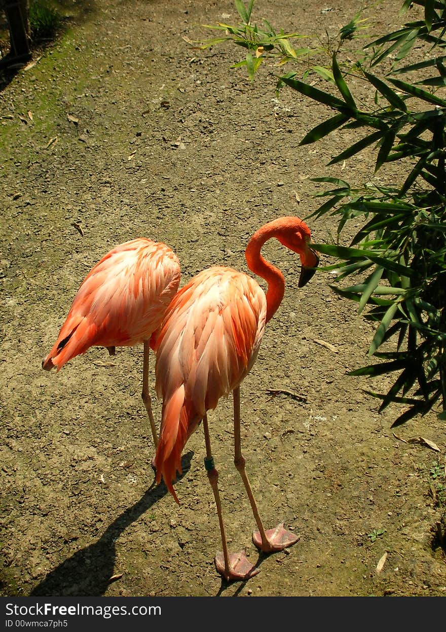 Flamingo