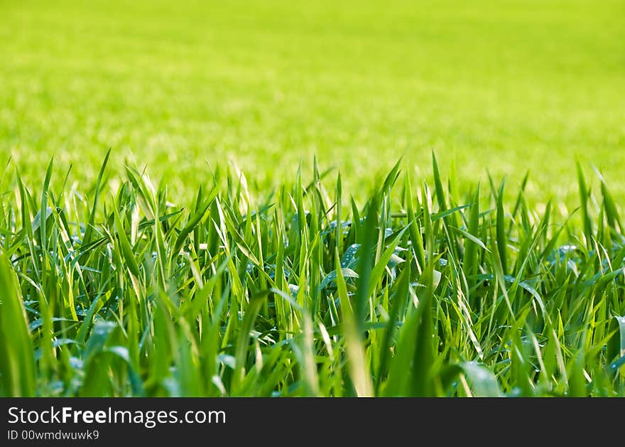 Natural grass illuminated by the sun after the rain. Natural grass illuminated by the sun after the rain.