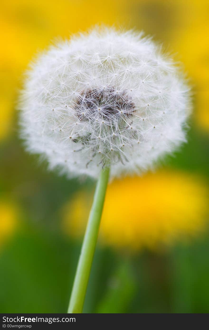 Dandelion