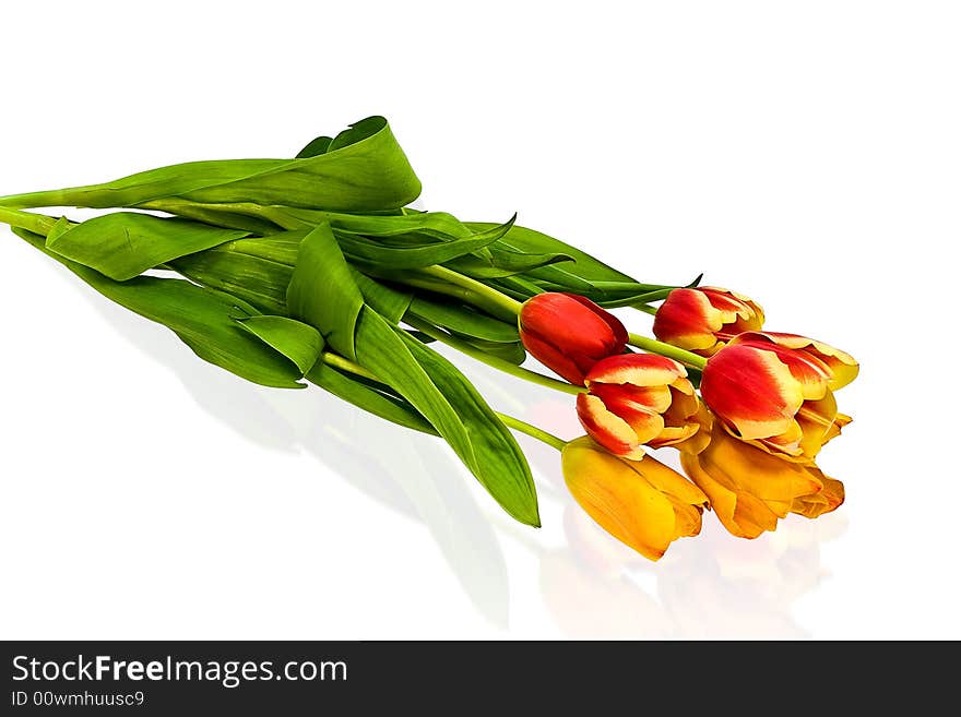 Tulips on the white background