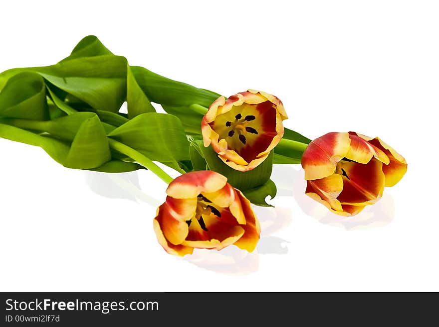 Tulips on the white background