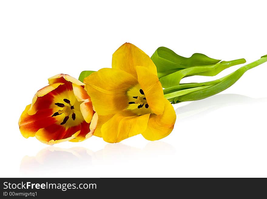 Tulips on the white background