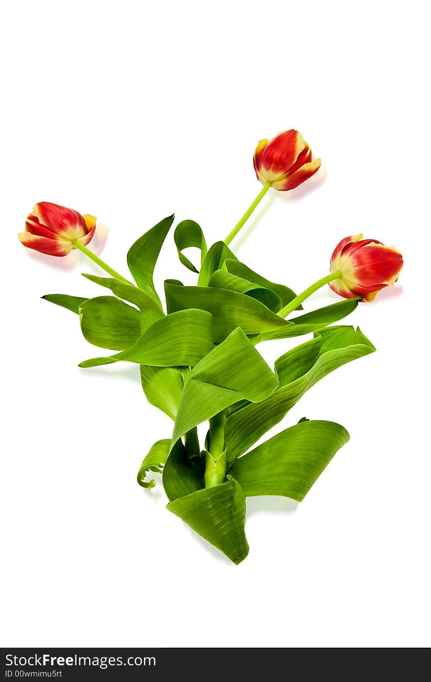 Tulips on the white background