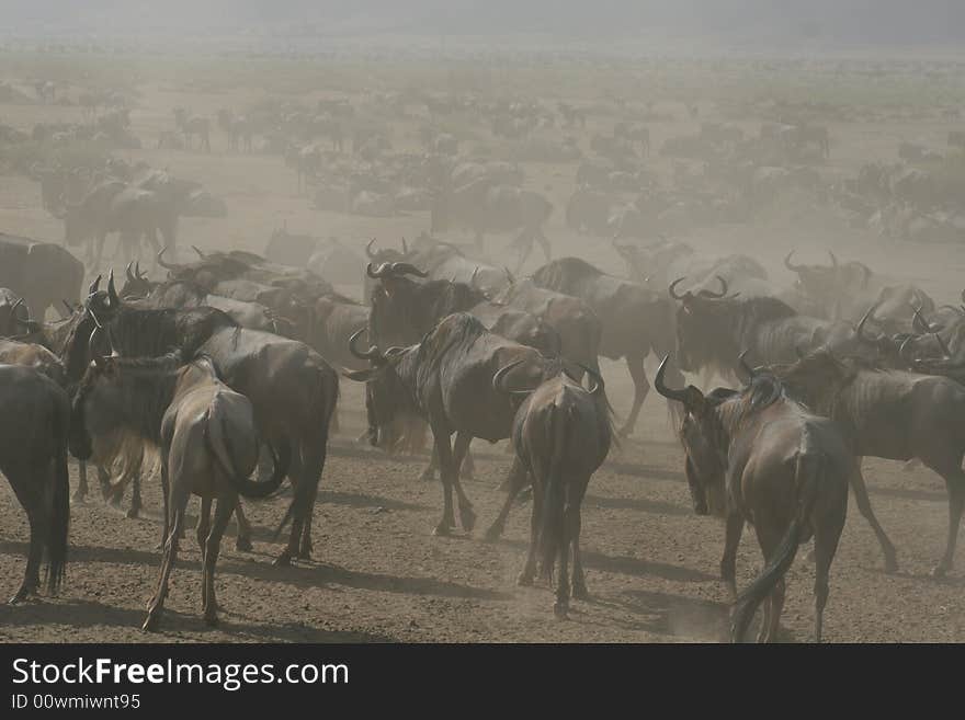 Wildebeests