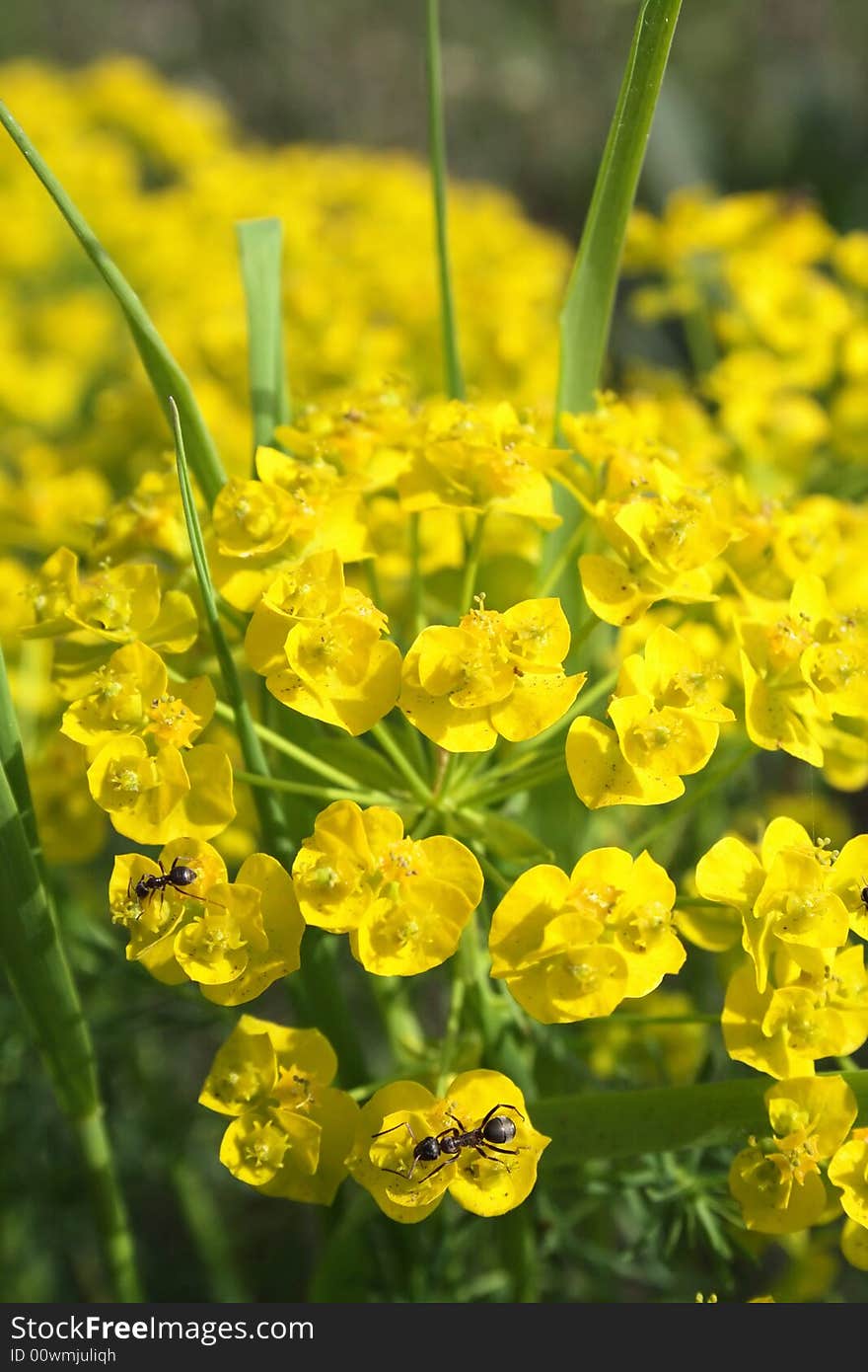 Macro shot - cluster of yellow flowers.